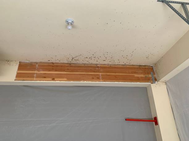 Best Attic Mold Removal  in Firebaugh, CA
