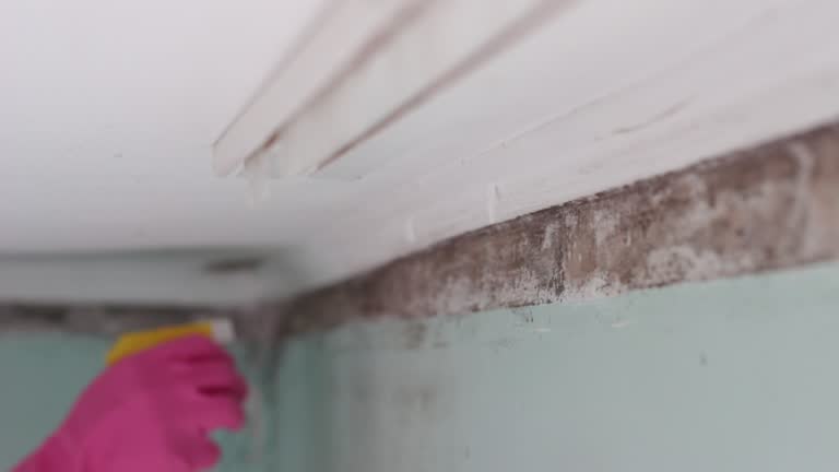 Best Mold Damage Restoration  in Firebaugh, CA